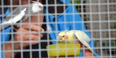 Feeding a bird