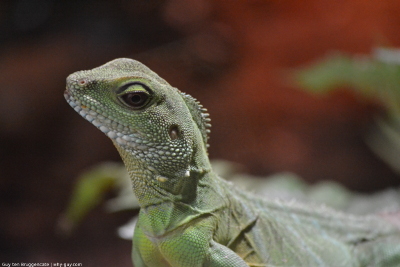Closeup of little lizard